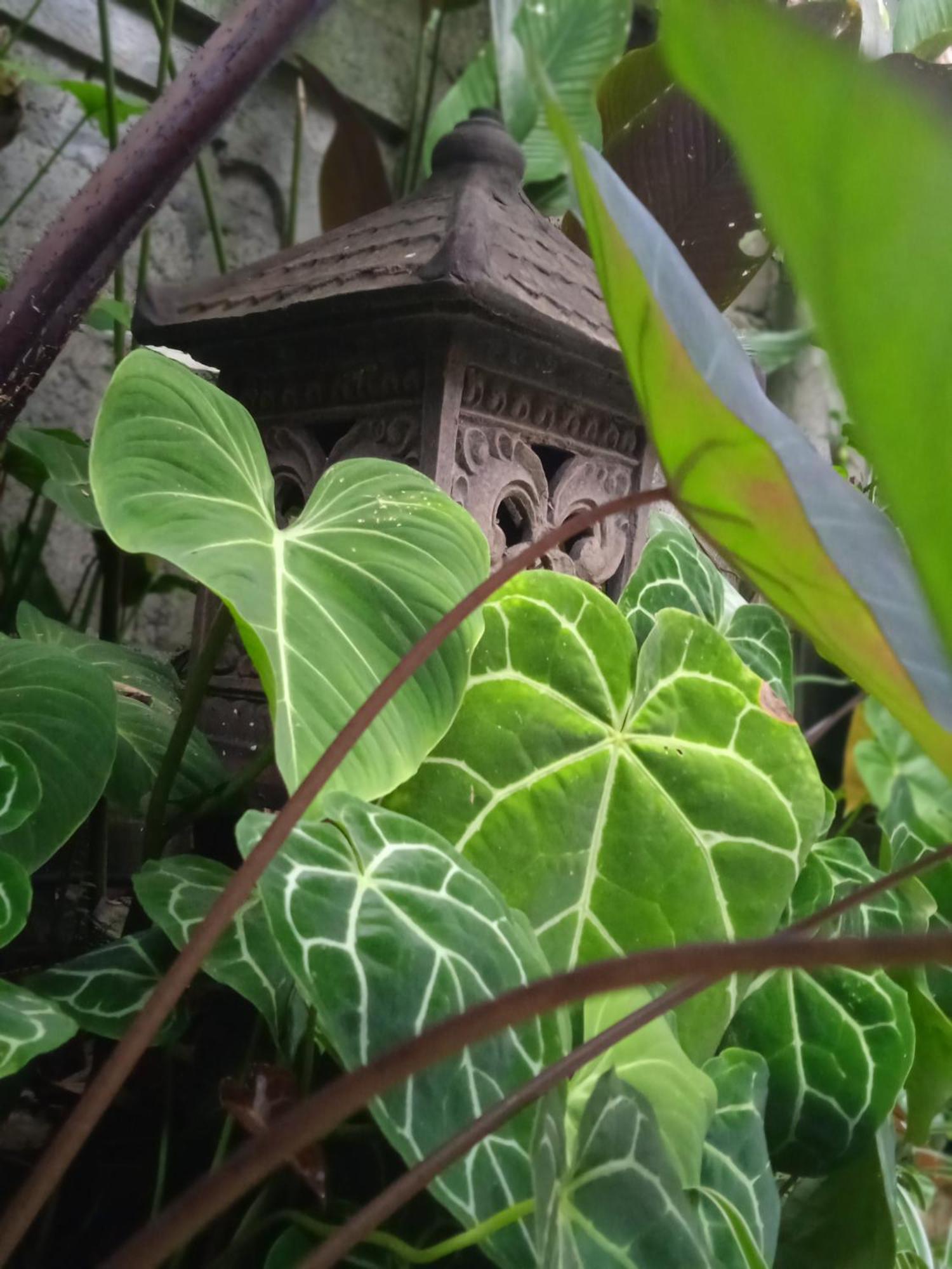 Hotel Tanah Semujan Ubud Exterior foto