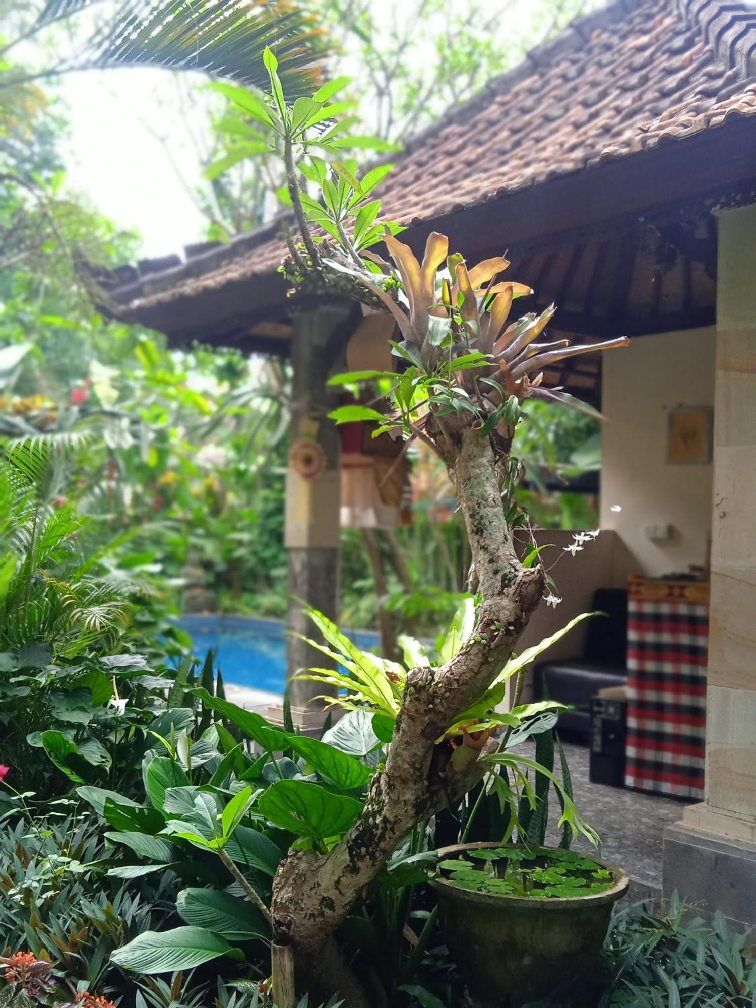 Hotel Tanah Semujan Ubud Exterior foto